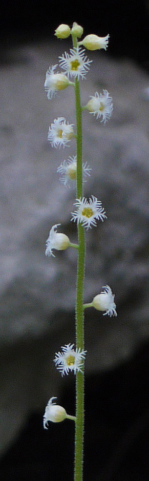 Mitella diphylla L.