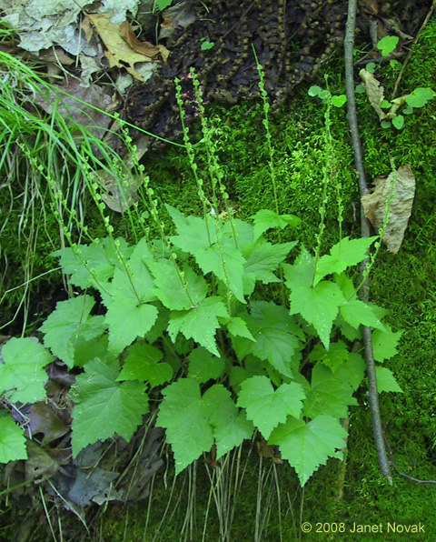 Mitella diphylla L.