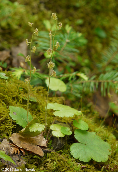 Mitella nuda L.