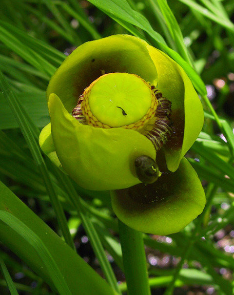 Nuphar lutea (L.) Sm.