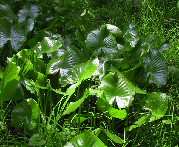 Nuphar lutea (L.) Sm.