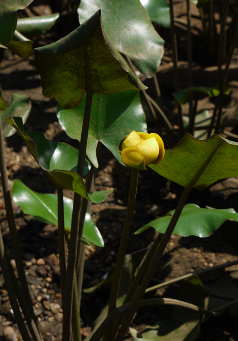 Nuphar lutea (L.) Sm.