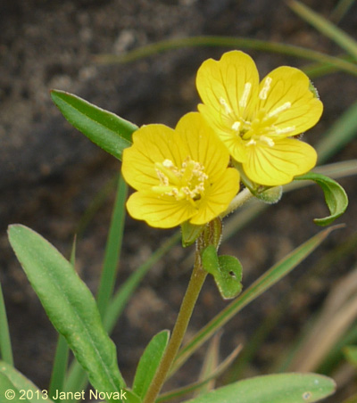 Oenothera perennis L.