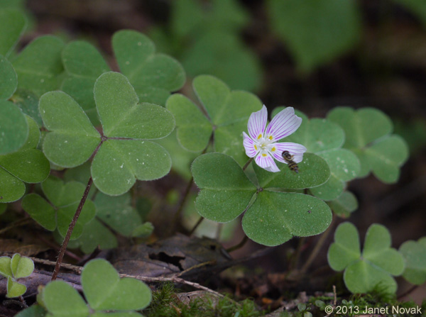 Oxalis montana Raf.