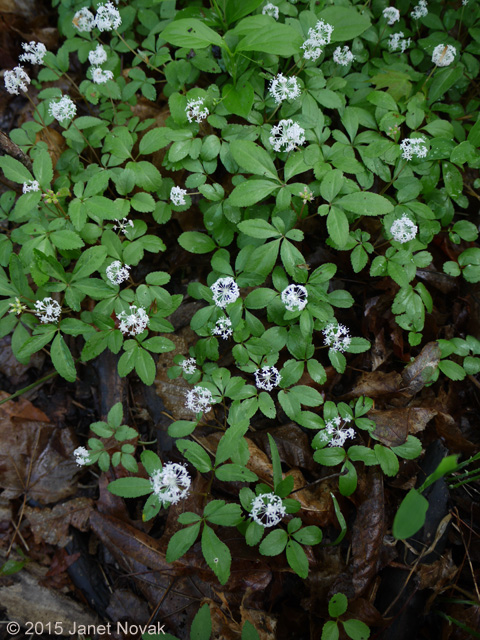 Panax trifolius L.