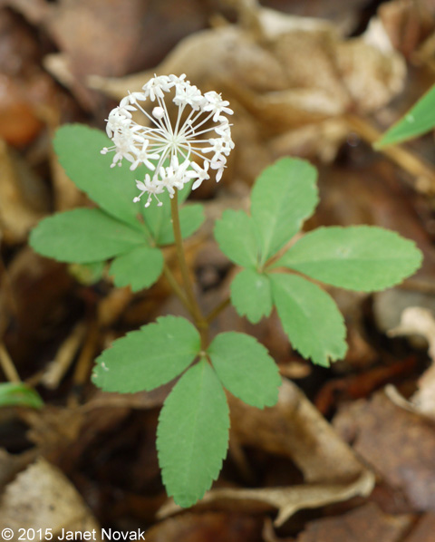 Panax trifolius L.
