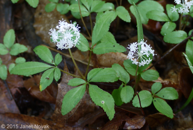 Panax trifolius L.