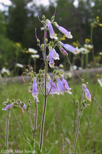 Penstemon hirsutus (L.) Willd.