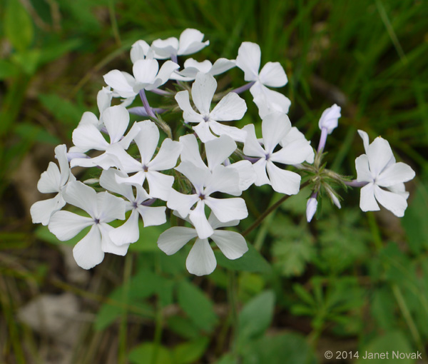Phlox divaricata L.