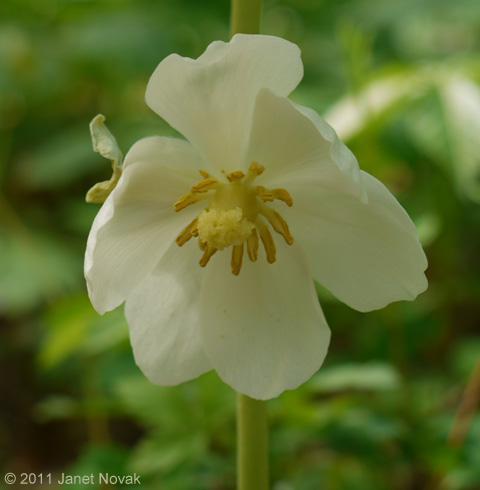 Podophyllum peltatum L.