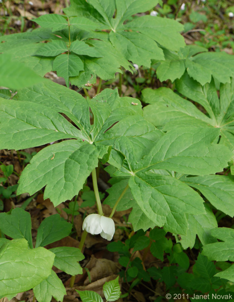 Podophyllum peltatum L.