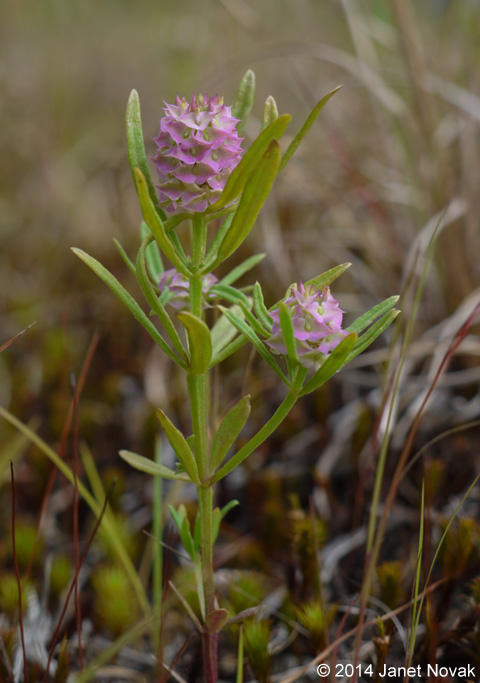 Polygala cruciata L.