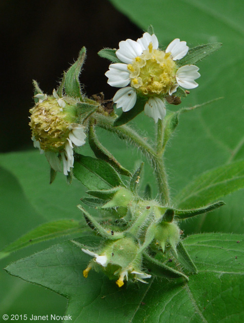Polymnia canadensis L.