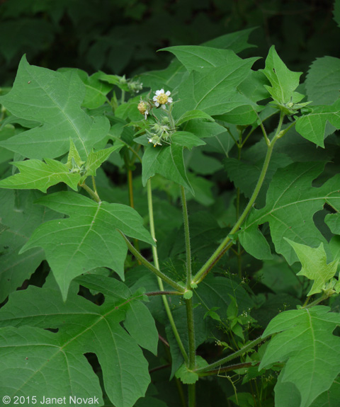 Polymnia canadensis L.