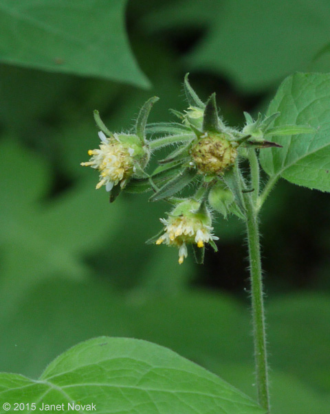 Polymnia canadensis L.