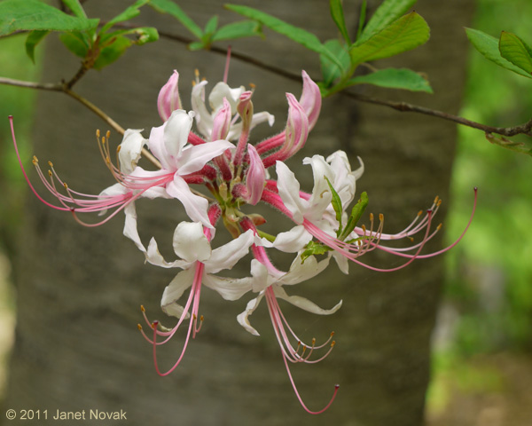 Rhododendron periclymenoides (Michx.) Shinners