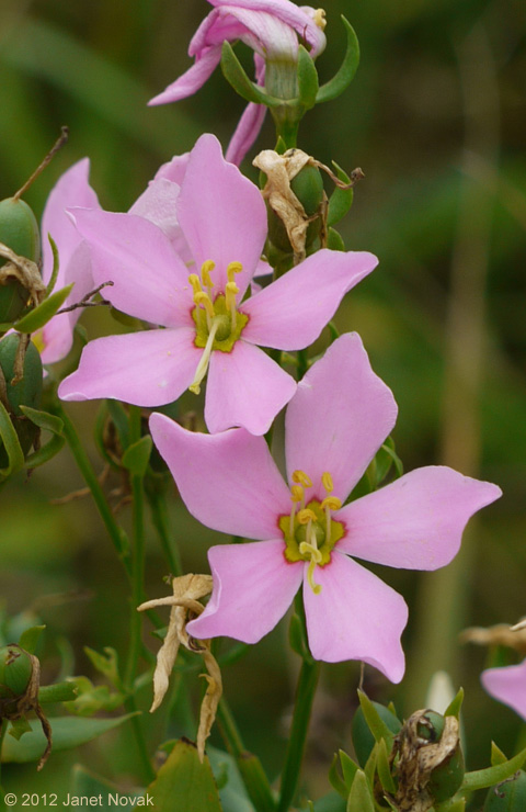 Sabatia angularis (L.) Pursh