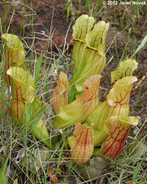 Sarracenia purpurea L.