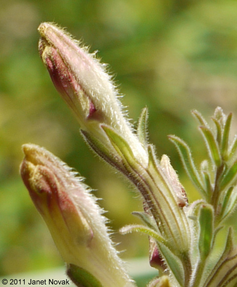 Schwalbea americana L.