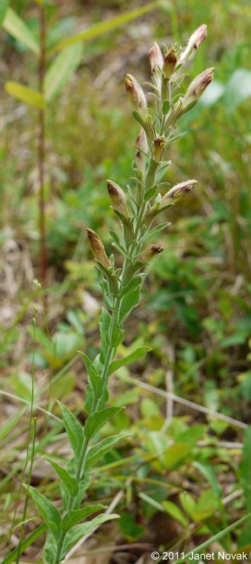Schwalbea americana L.
