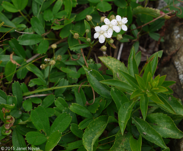 Sibbaldiopsis tridentata (Ait.) Rydb.