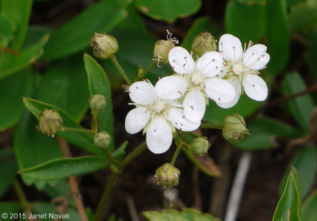 Sibbaldiopsis tridentata (Ait.) Rydb.