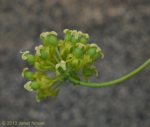 Smilax herbacea L.