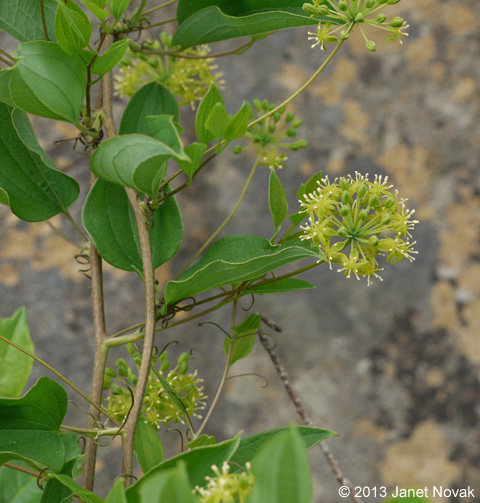 Smilax herbacea L.