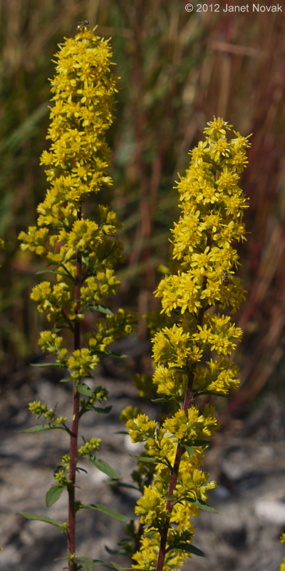 Solidago puberula Nutt.