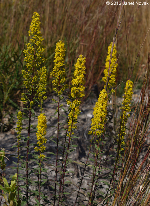 Solidago puberula Nutt.
