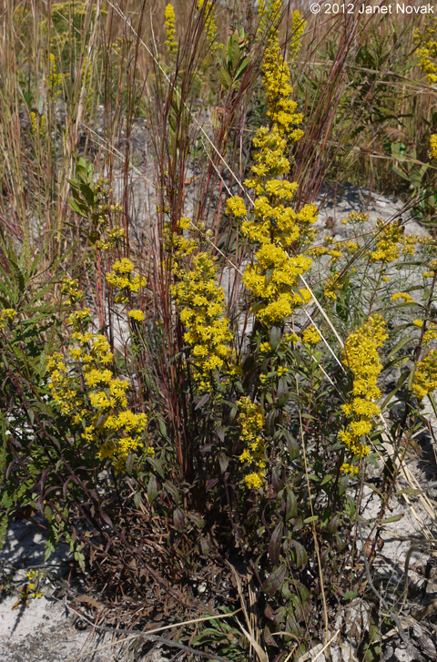 Solidago puberula Nutt.