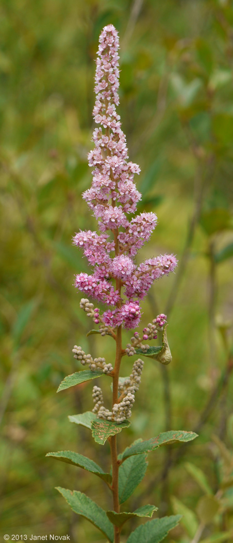 Spiraea tomentosa L.