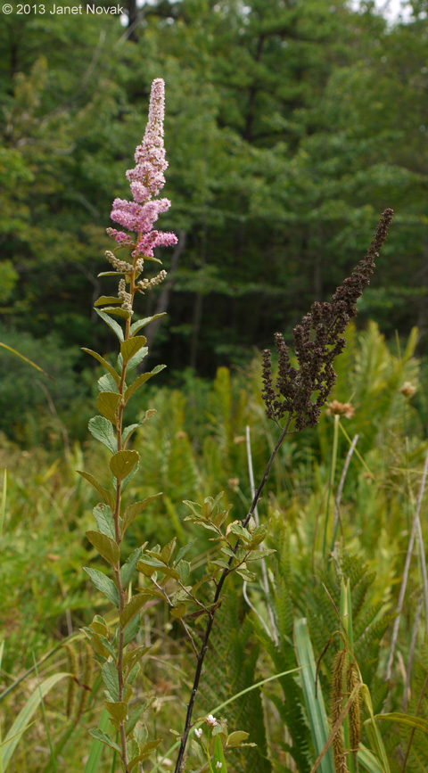 Spiraea tomentosa L.