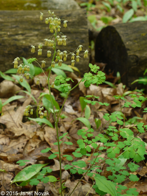Thalictrum dioicum L.