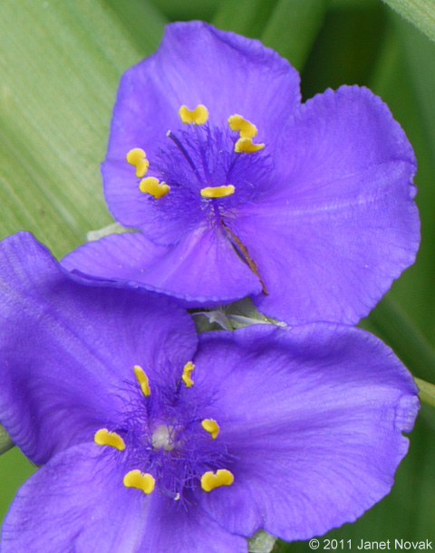 Tradescantia virginiana L.