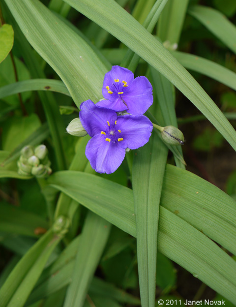 Tradescantia virginiana L.