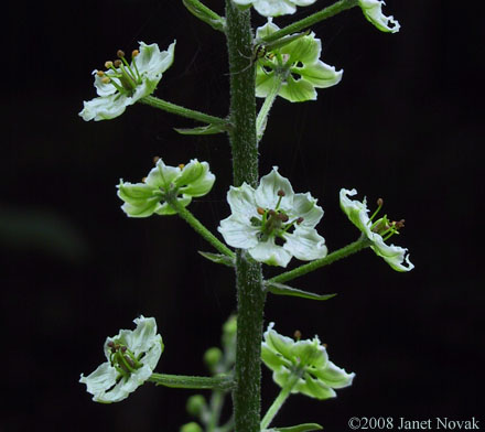Veratrum latifolium (Desr.) Zomlefer