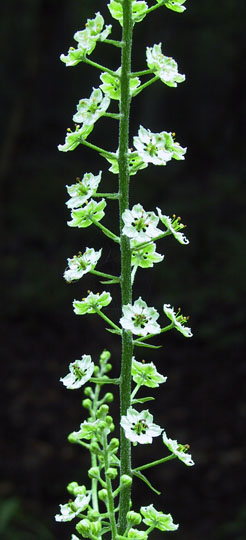 Veratrum latifolium (Desr.) Zomlefer