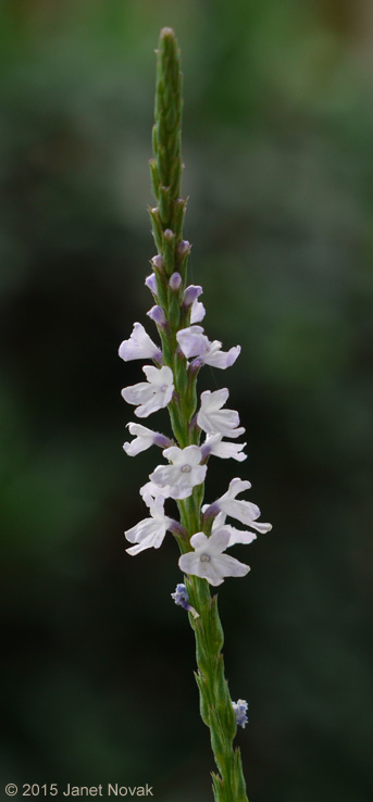 Verbena simplex Lehm.