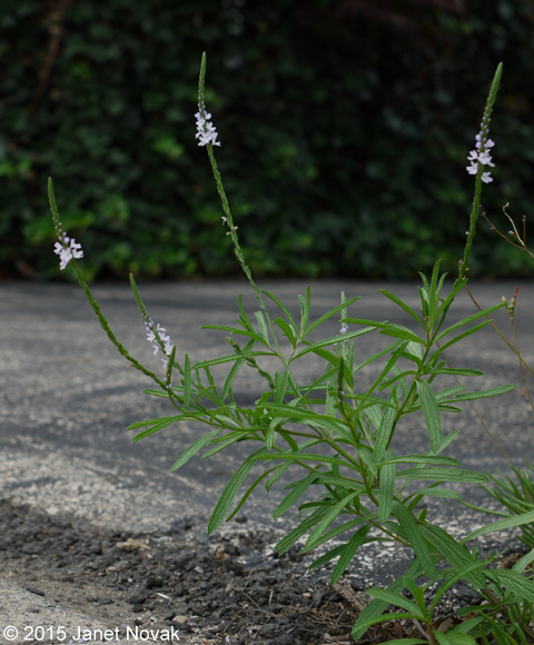 Verbena simplex Lehm.