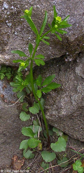 Ranunculus abortivus L.