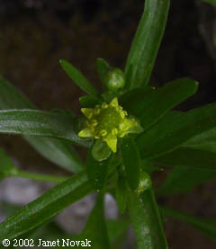 Ranunculus abortivus L.