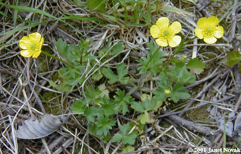 Ranunculus acris L.