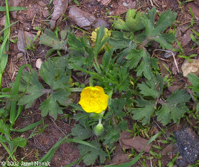 Ranunculus bulbosus L.