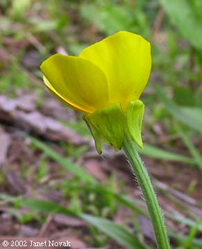 Ranunculus bulbosus L.