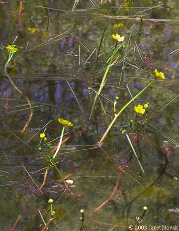 Ranunculus flabellaris Raf.