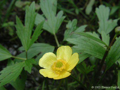 Ranunculus hispidus Michx.