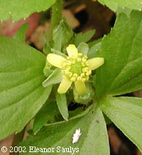 Ranunculus recurvatus Poir.