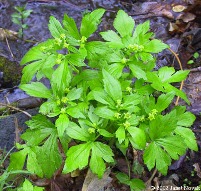 Ranunculus recurvatus Poir.