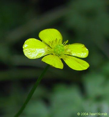 Ranunculus repens L.